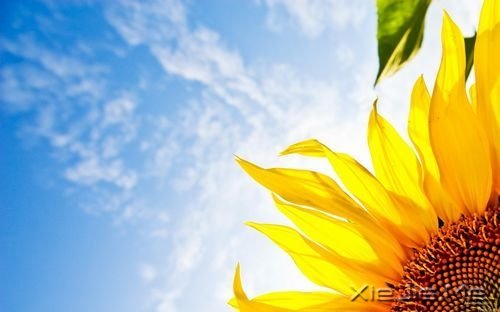 早安心语:对未来的真正慷慨,是把一切献给现在 (1)