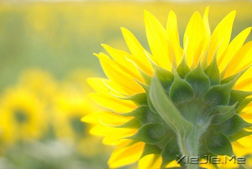 一个人流浪,不必去远方 (1)